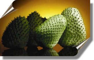 Graviola bio détruit les cellules cancérigènes