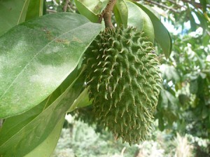 Corossol bio fruit du corossolier 