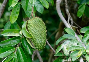 L'arbre de corossol et son fruit « Le Corossol» remède contre le cancer !